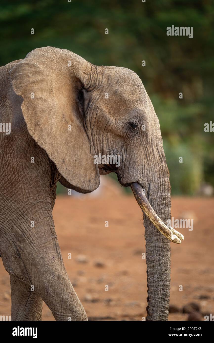 Close-up of African elephant with cut tusk Stock Photo