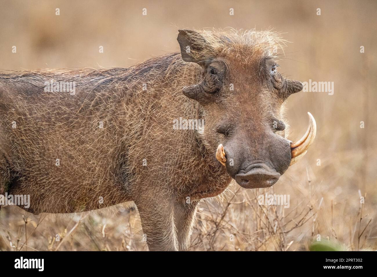 Close-up of common warthog with missing tusk Stock Photo