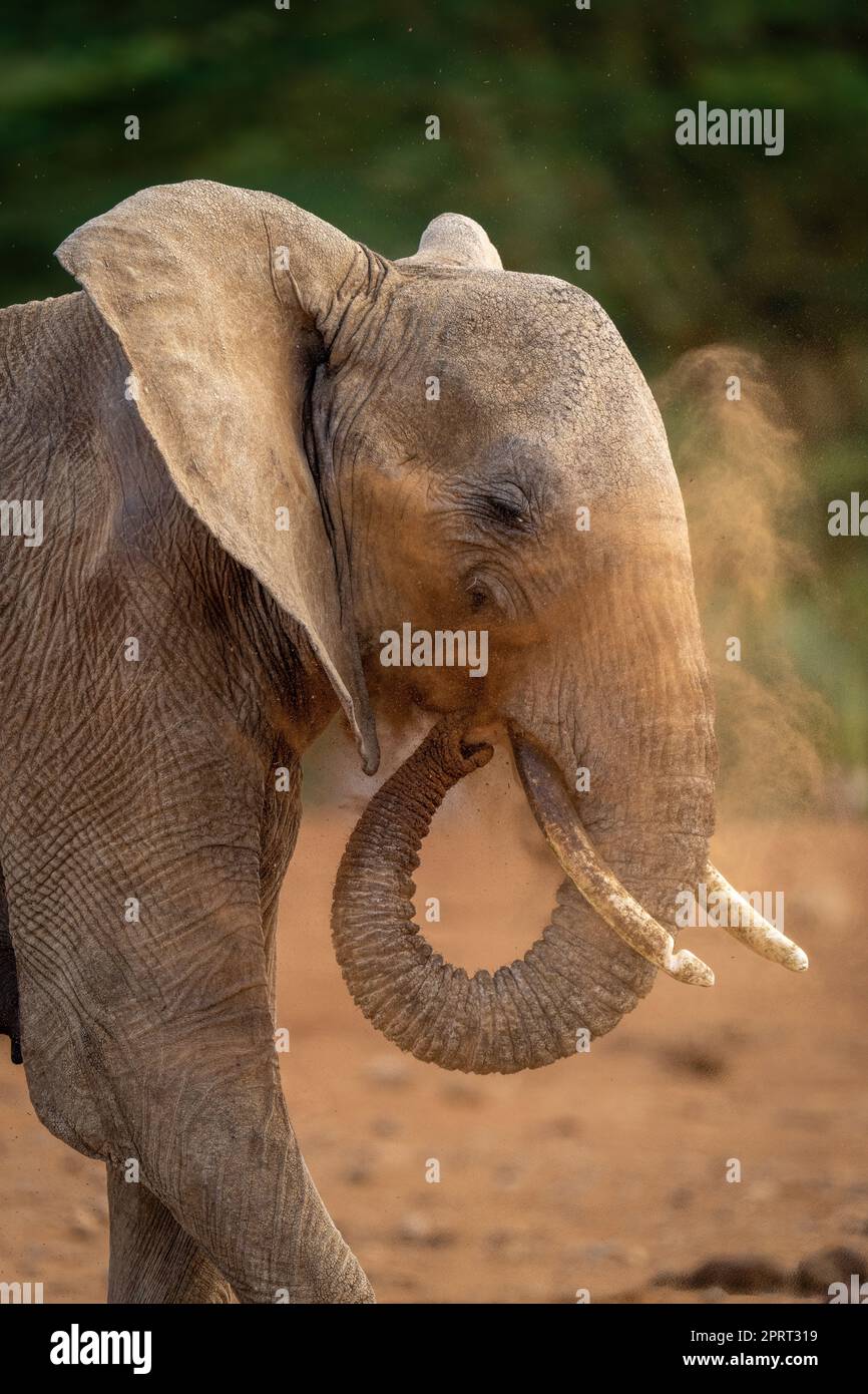 Squirting Hi res Stock Photography And Images Alamy squirting-hi-res-stock-photography-and-images-alamy