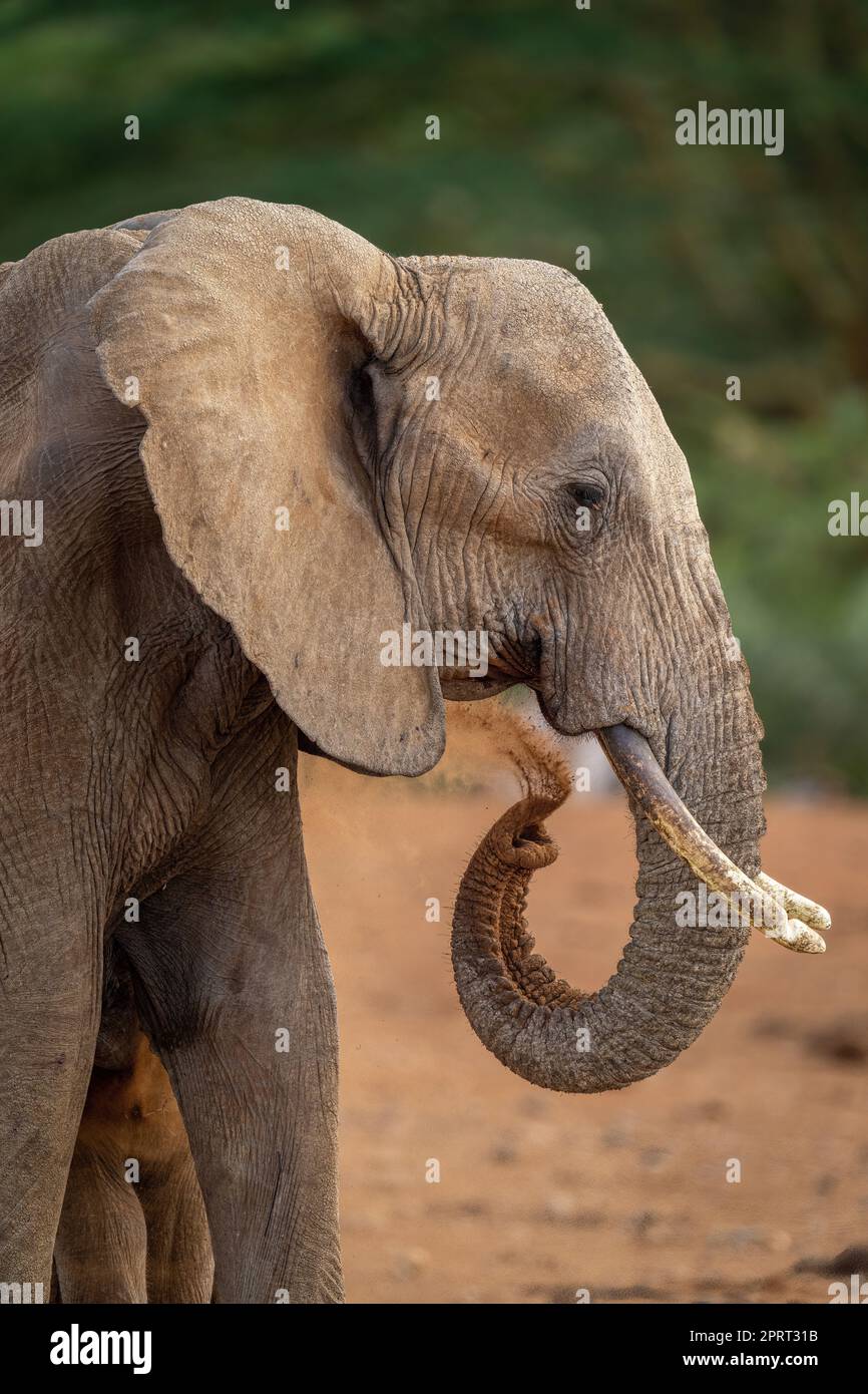 Close-up of elephant squirting dust over herself Stock Photo