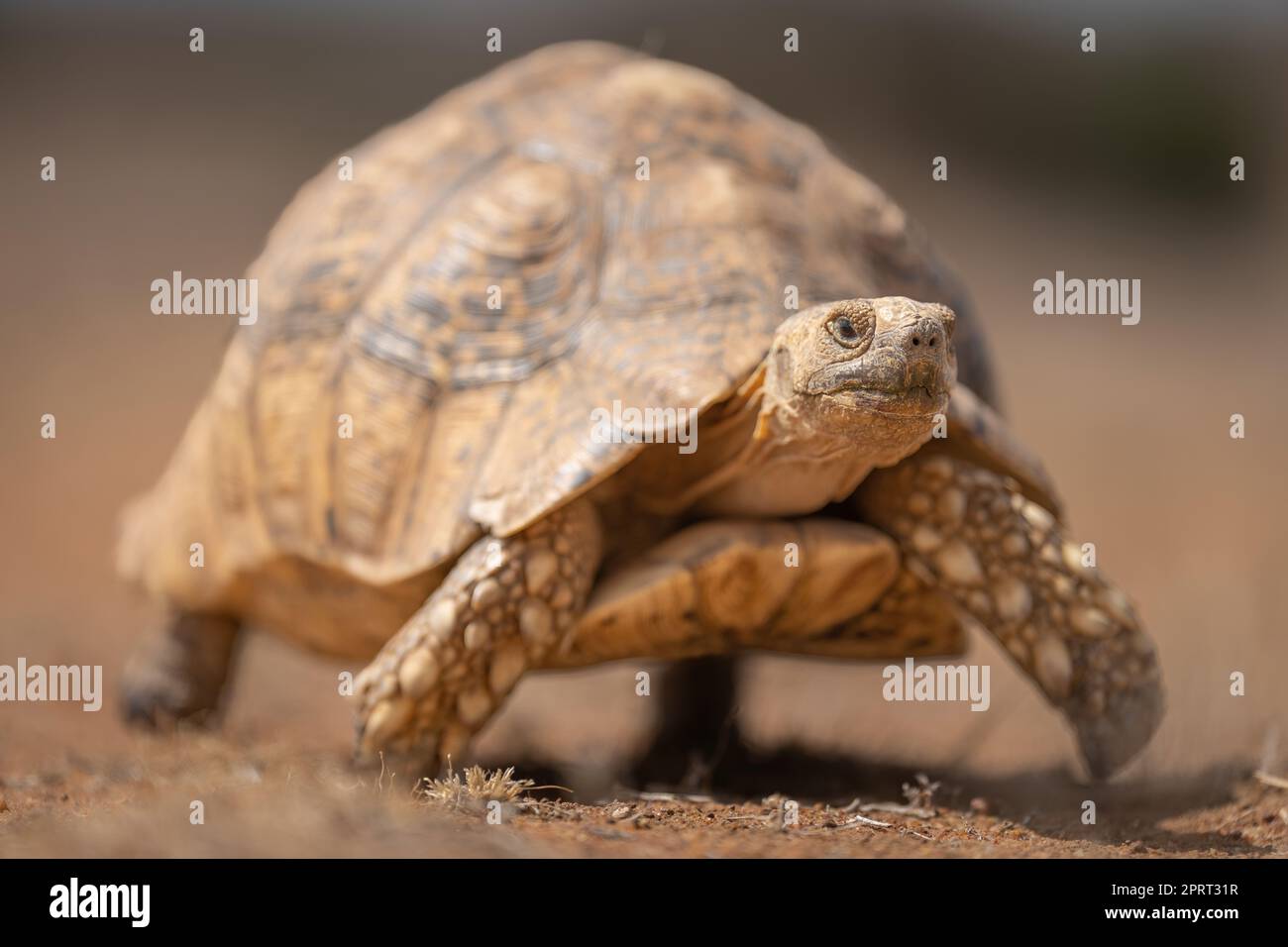Leopard tortoise crawls over sand towards camera Stock Photo