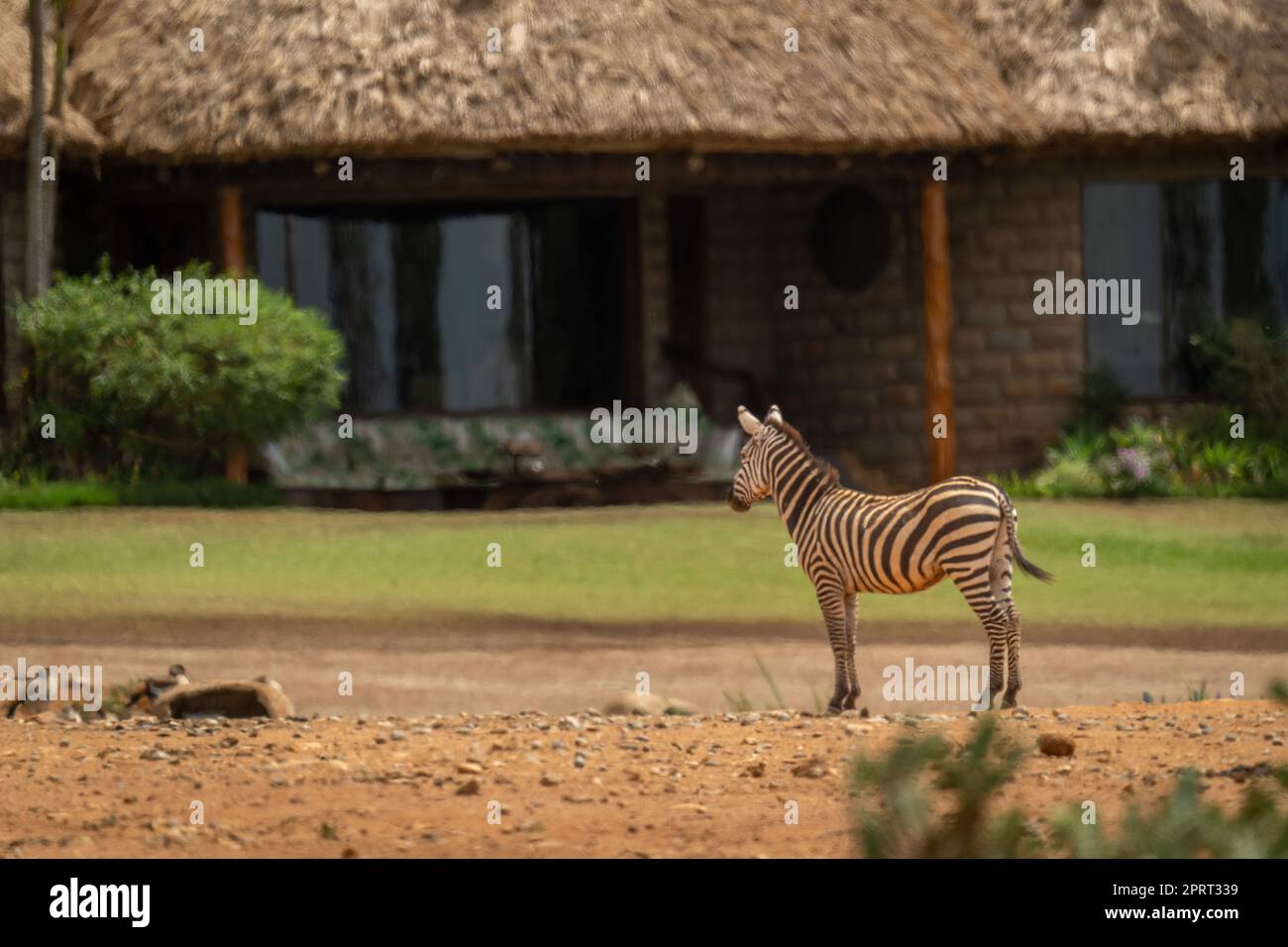 Plains zebra stands looking at safari lodge Stock Photo