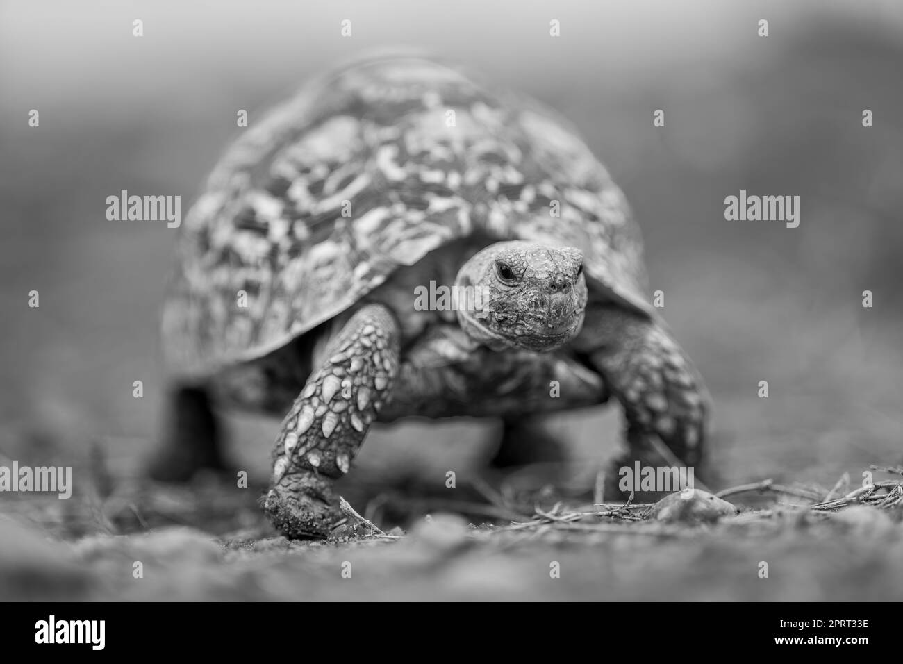 Mono leopard tortoise crosses savannah towards camera Stock Photo