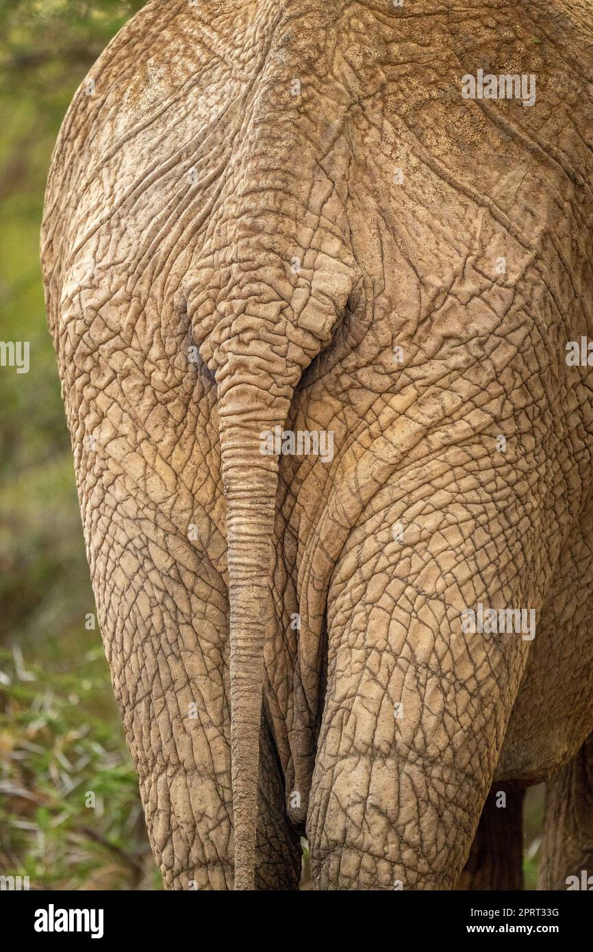 Close-up of tail of African bush elephant Stock Photo