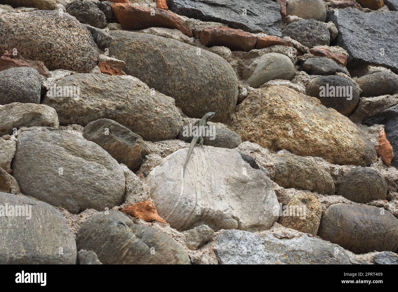 lizard scientific name Lacertilia of animal class reptiles on a stone