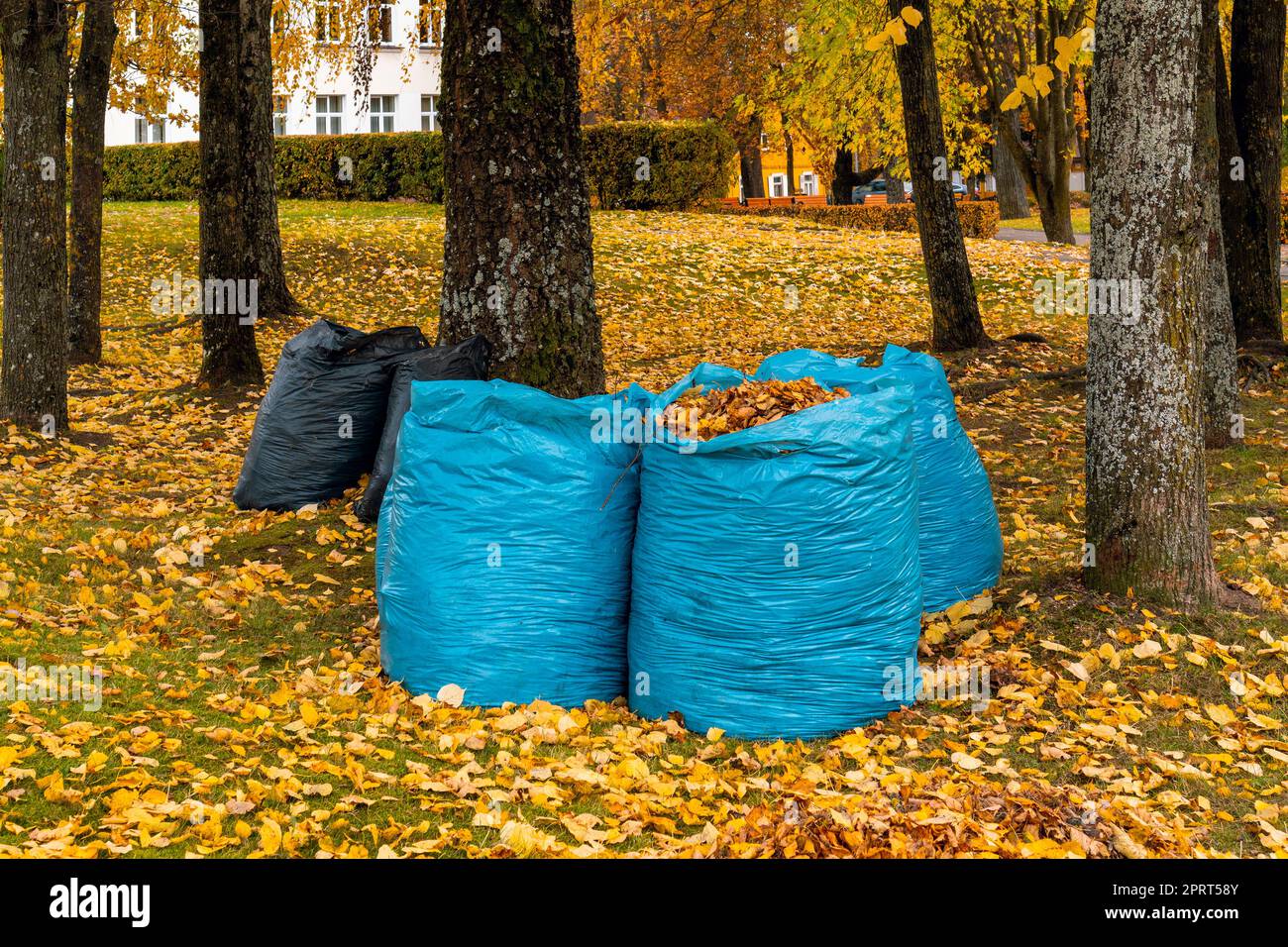 Lots of black trash bags with autumn leaves in them around a tree Stock  Photo - Alamy
