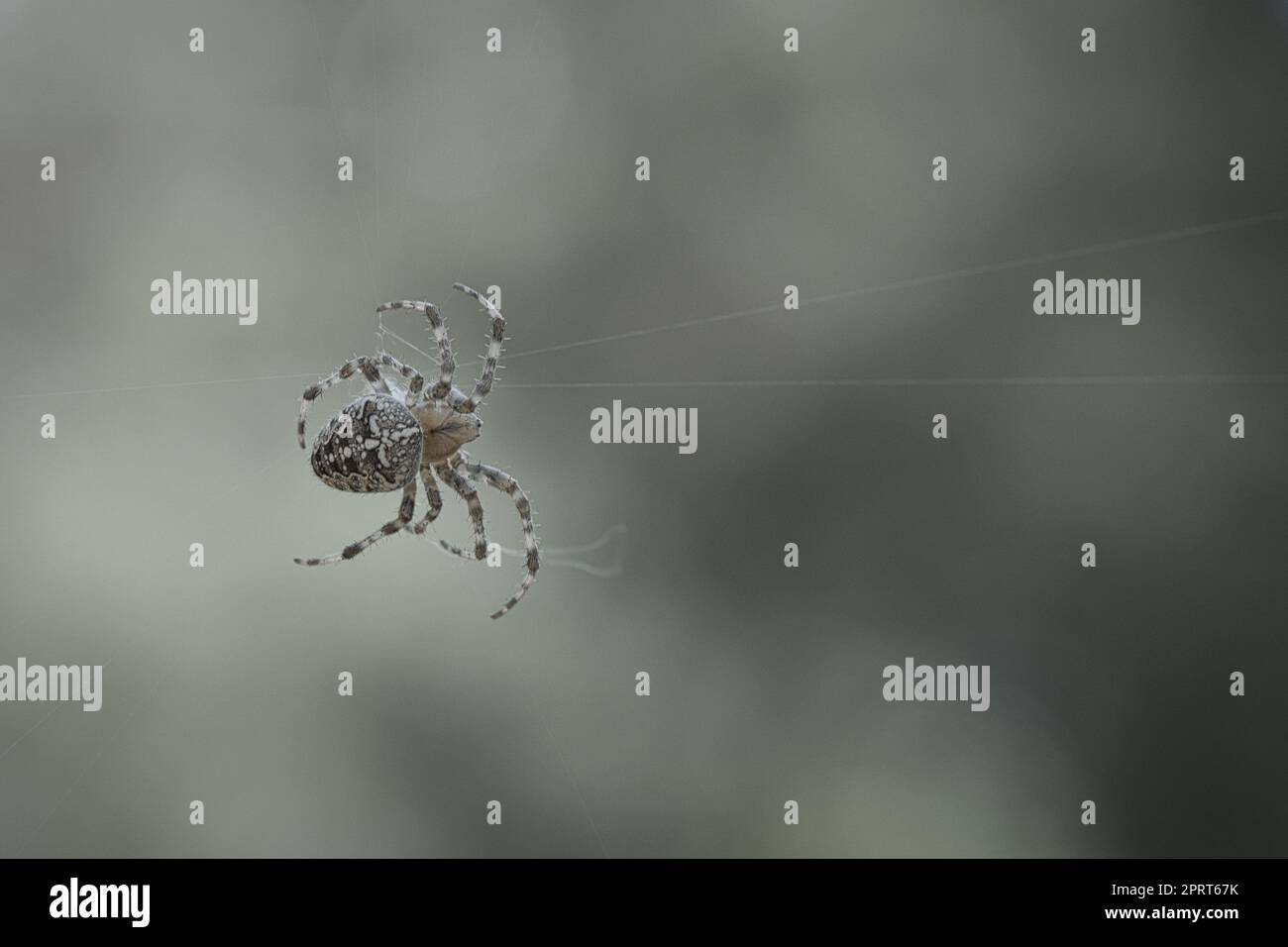 Cross spider shot crawling on a spider thread. Halloween fright ...