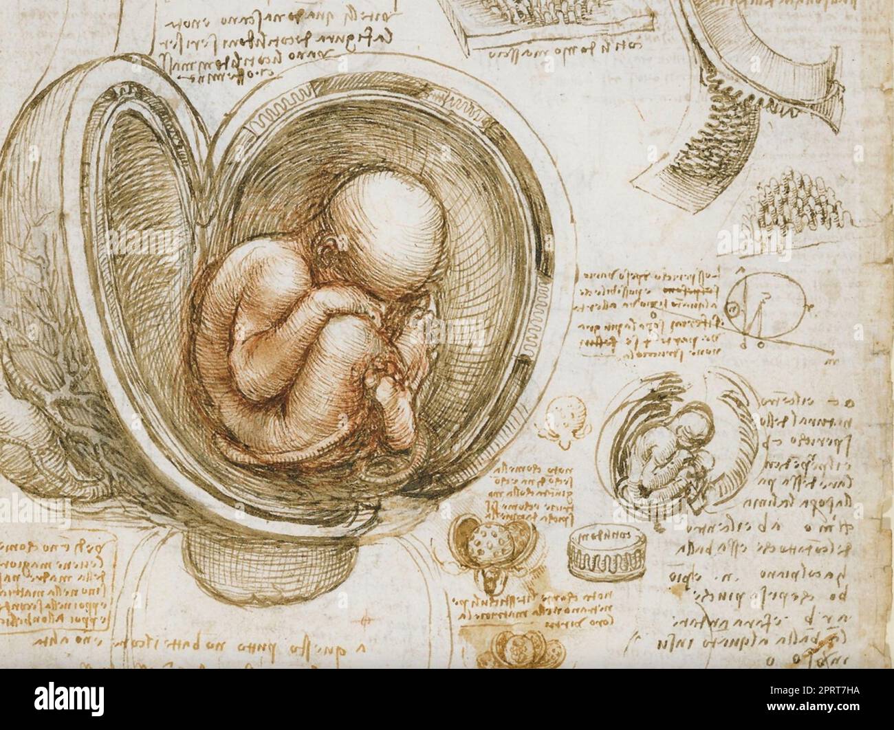 LEONARDO da VINCI (1452-1519) Italian polymath.  Section of his drawing of a foetus in the womb about 1510.  Spurce: Royal Library, Windsor Castle. Stock Photo