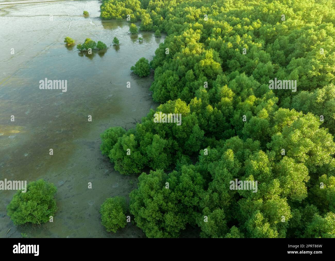 Green mangrove forest with morning sunlight. Mangrove ecosystem. Natural carbon sinks. Mangroves
