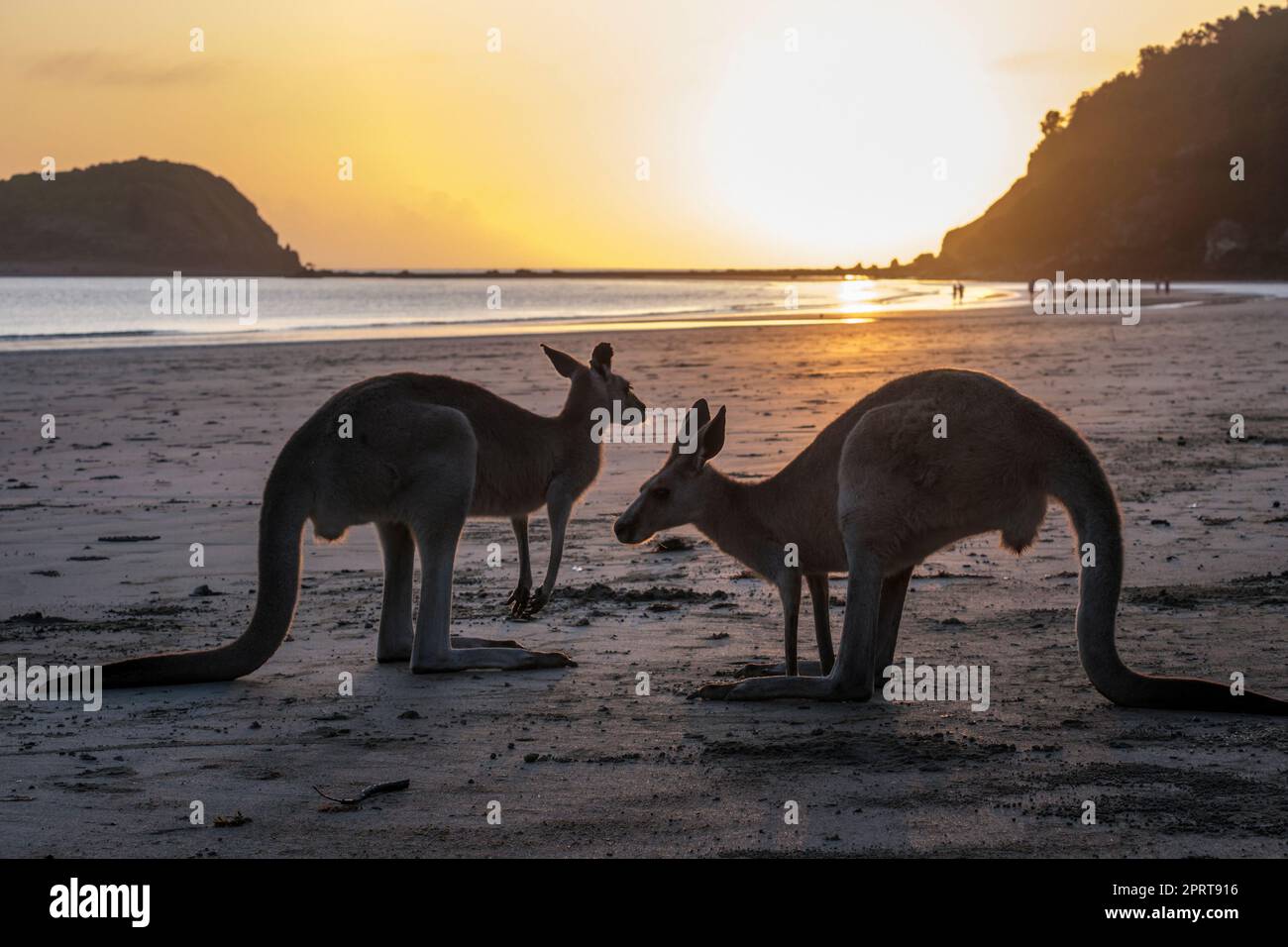 Wallabies feeding at sunrise on Casuarina Beach, Cape Hillsborough National Park, Queensland, Australia Stock Photo