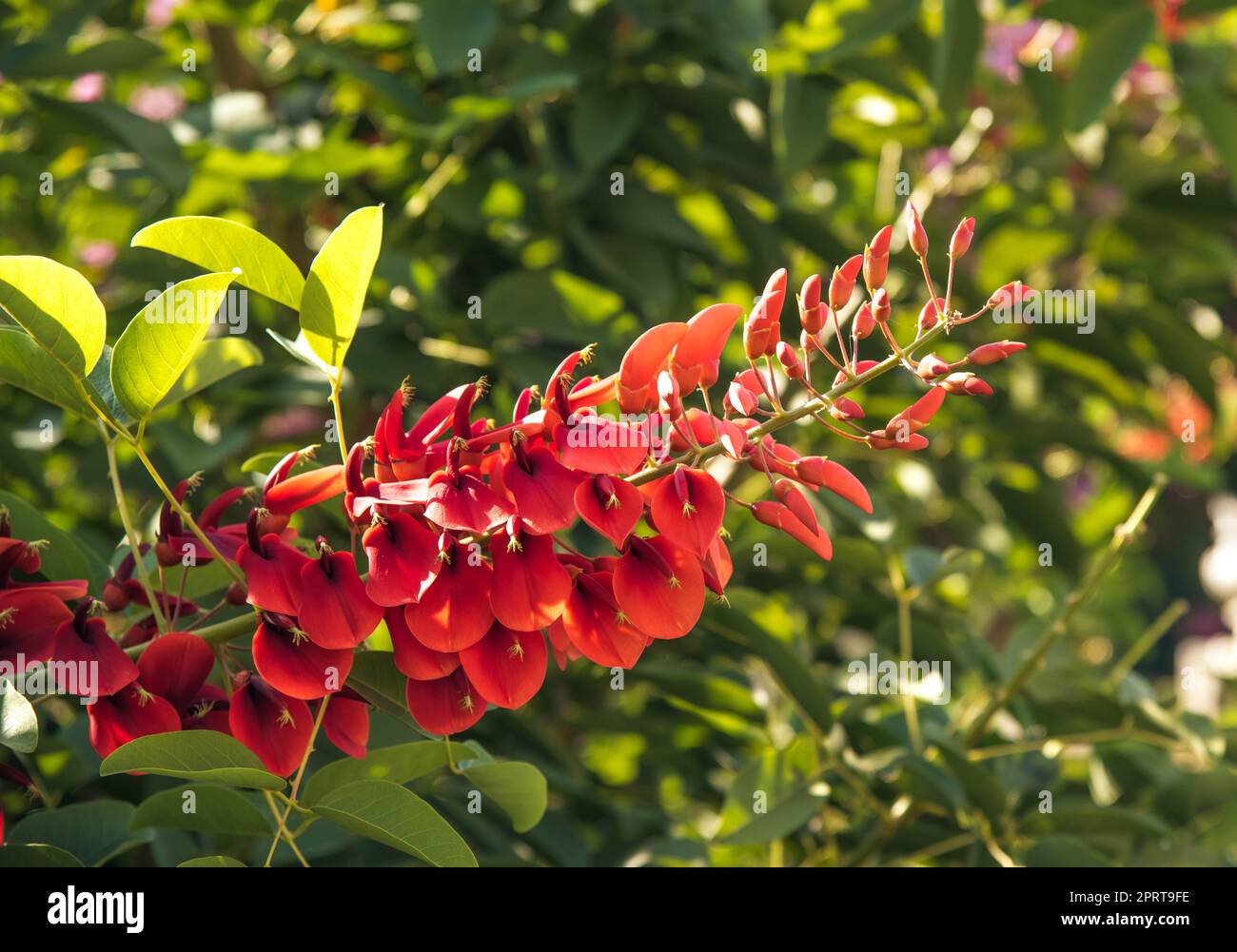 Erythrina bidwillii is a nice tub plant for the green house.  Stock Photo