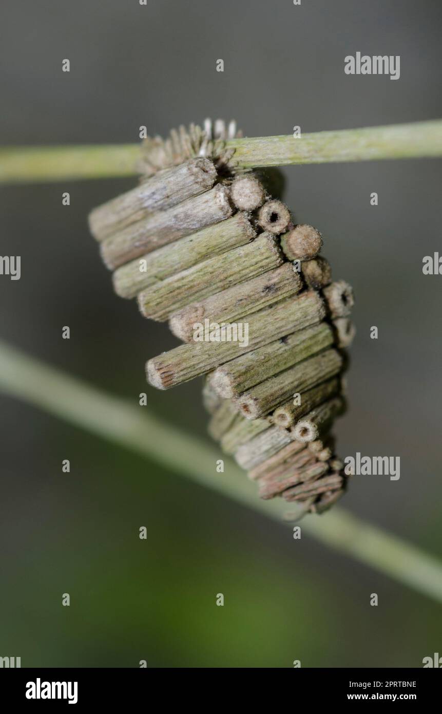 Bagworm Moth, Psychidae Family, case for larvae made of small twigs on stem, Klungkung, Bali, Indonesia Stock Photo