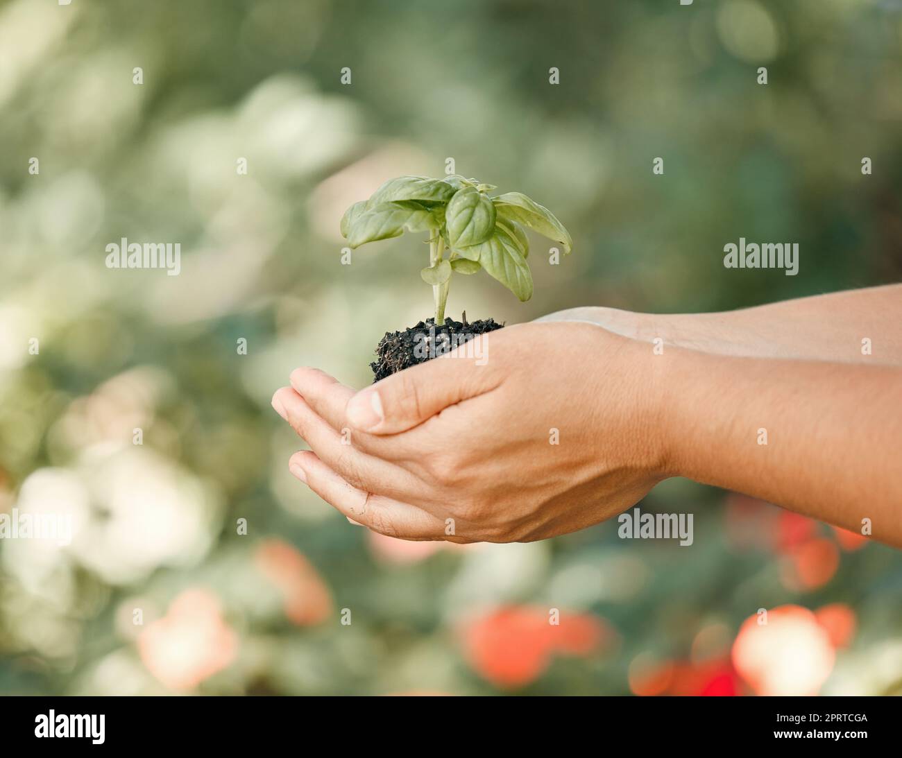 Plant, earth day and nature sustainability in a green natural eco friendly outdoor gardening