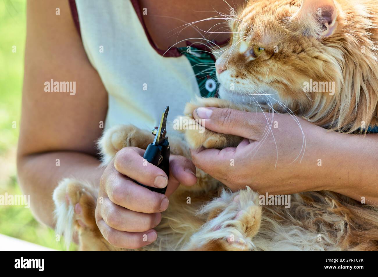 2,423 Cat Claws Stock Photos, High-Res Pictures, and Images - Getty Images