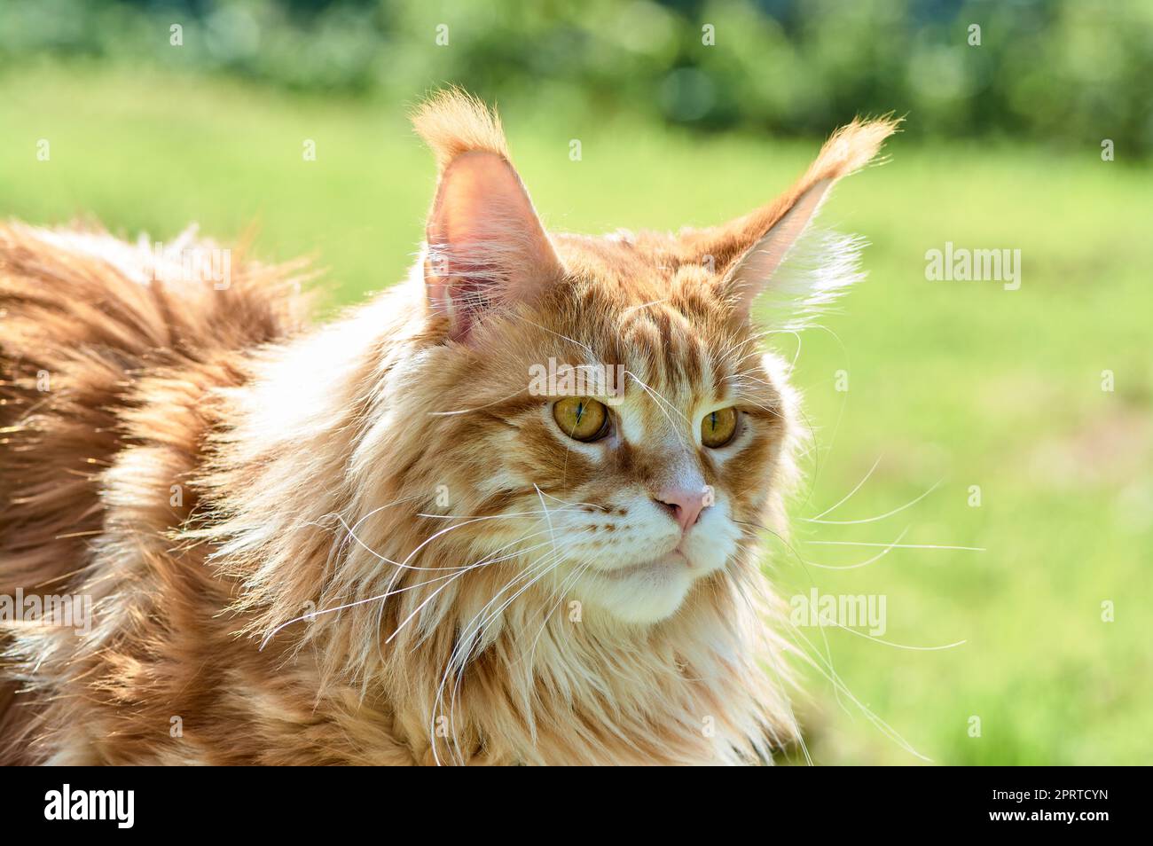 Ginger cat eye close up hi-res stock photography and images - Alamy