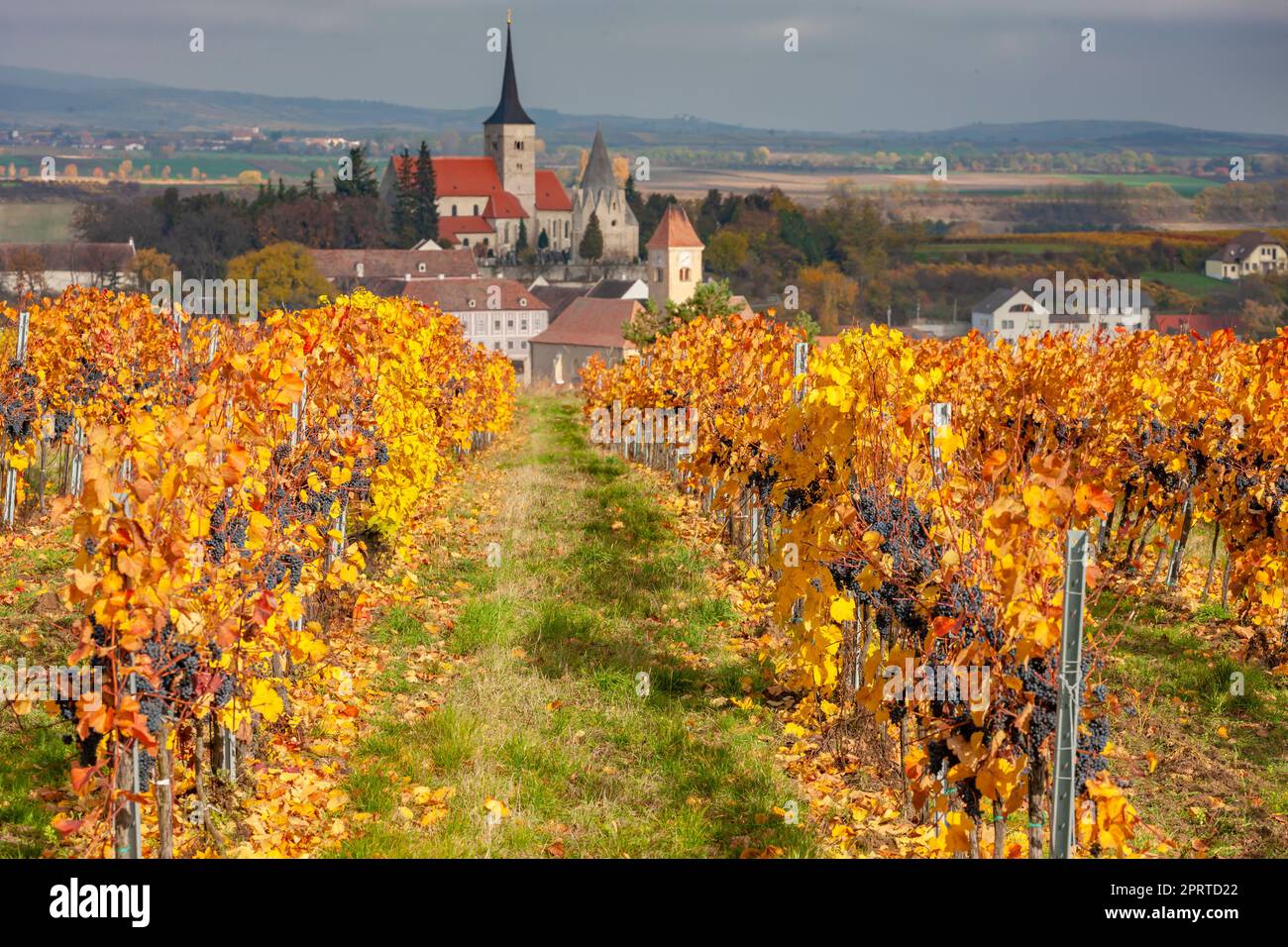 Vineyard in autumn near Pulkau, Lower Austria, Austria Stock Photo