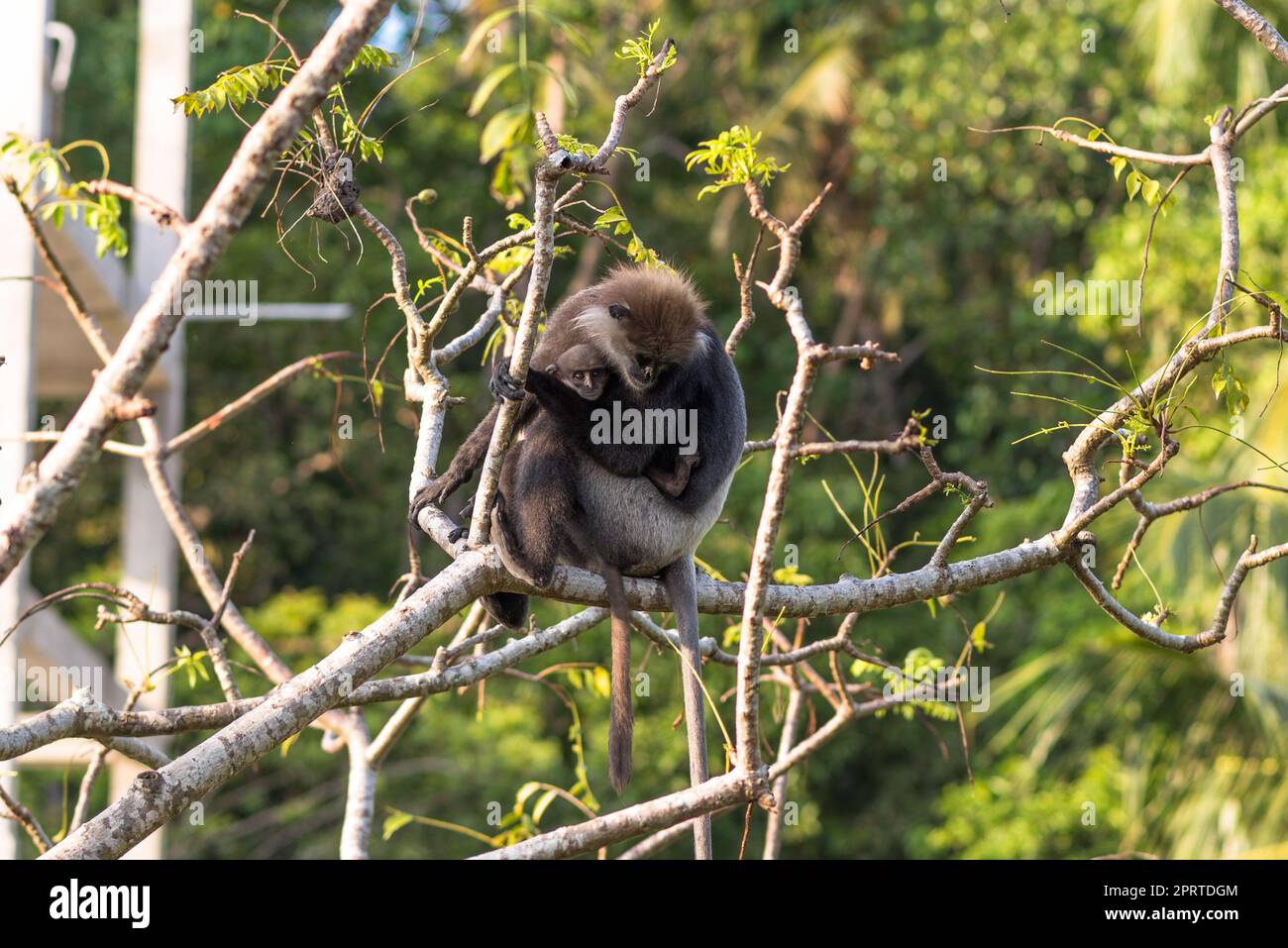 Monkeys and wildlife on the jungle site, behind the small town Unawatuna, Sri Lanka Stock Photo