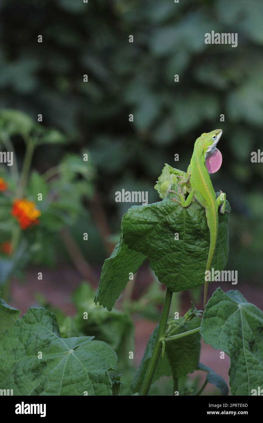 Green Anole Lizard - Anolis carolinensis on Lantana Flower, Shallow DOF Stock Photo