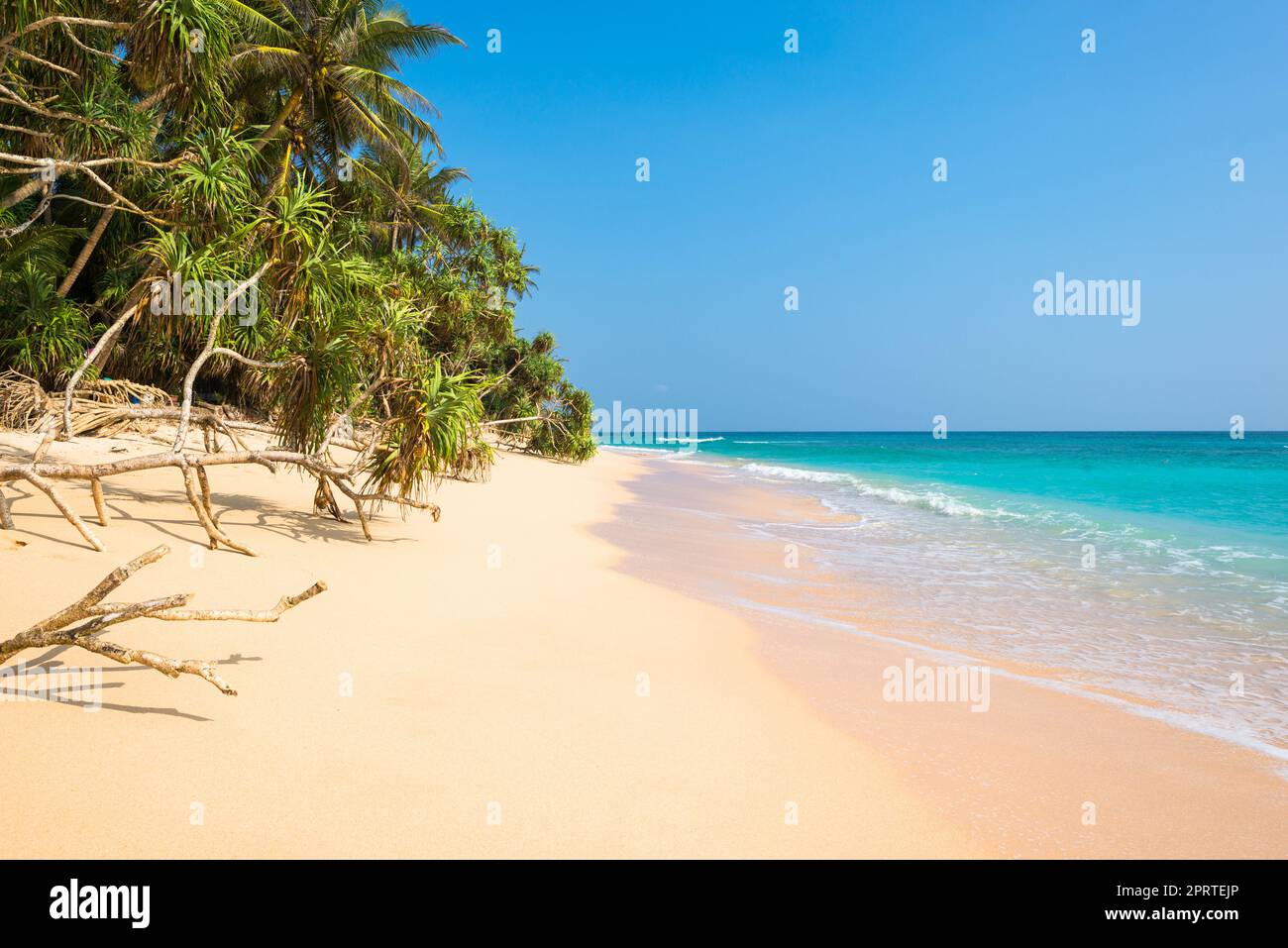Tropical fruit trees hi-res stock photography and images - Alamy