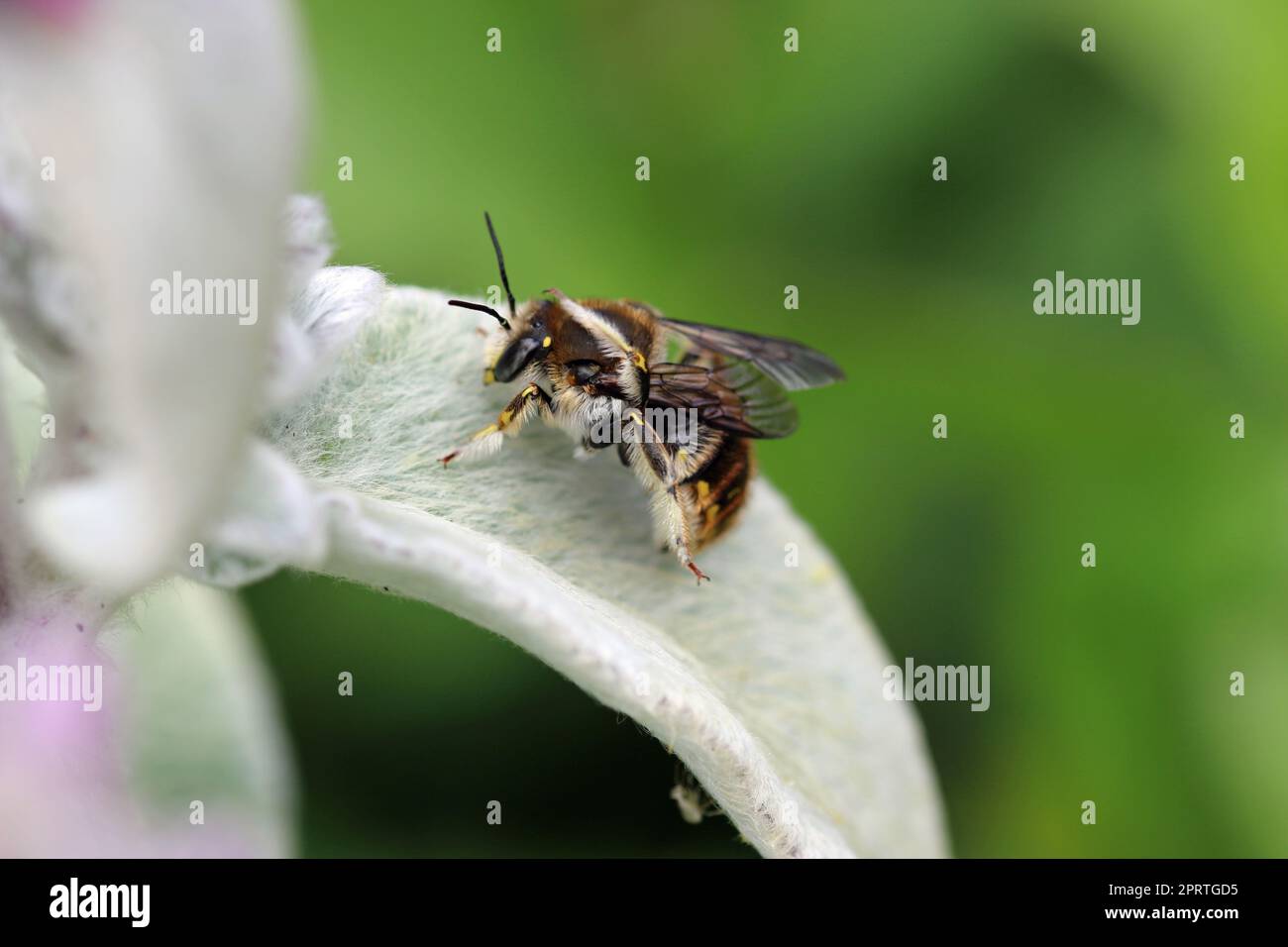 Wool carder bee male on lambs ear leaf Stock Photo - Alamy