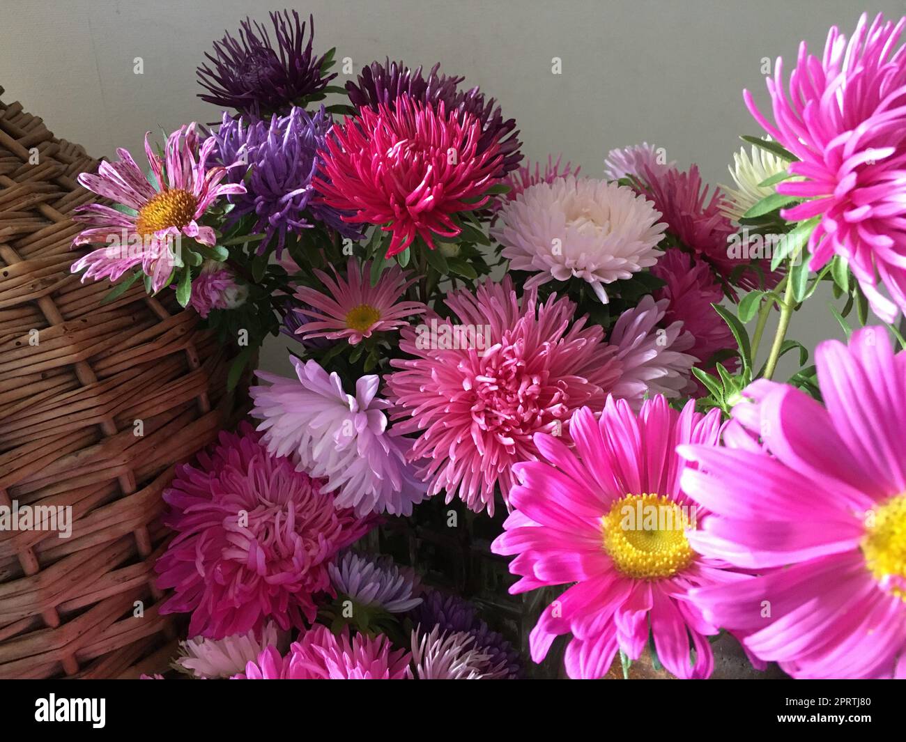 Showy flowers in bright colors: Asters beautify the garden from spring to autumn. Stock Photo