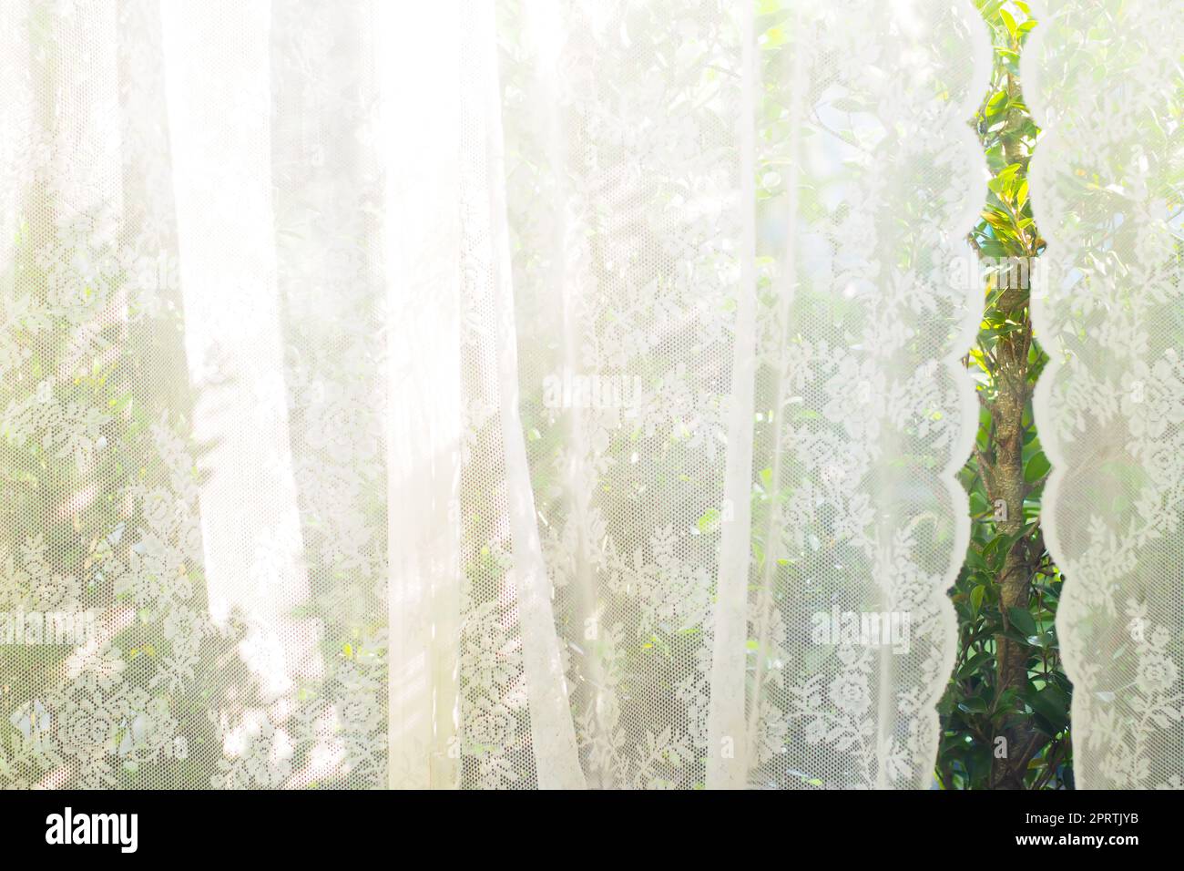 white curtain with window view / tree garden background Stock Photo - Alamy