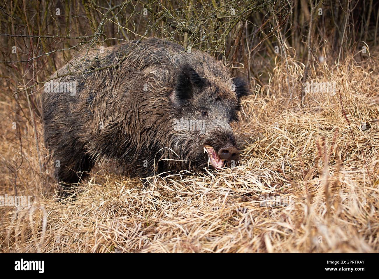 Wild boar feeding on dry grassland in autumn nature Stock Photo