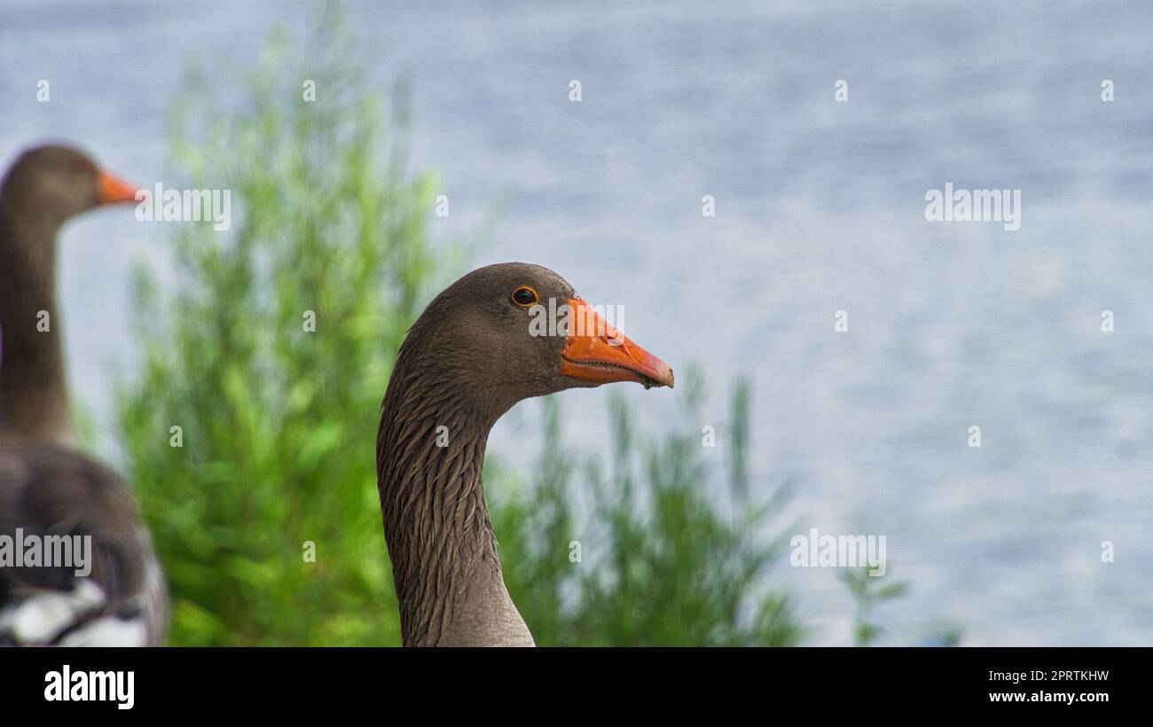 Wild geese at the river in the portrait. Rest of birds to take food and