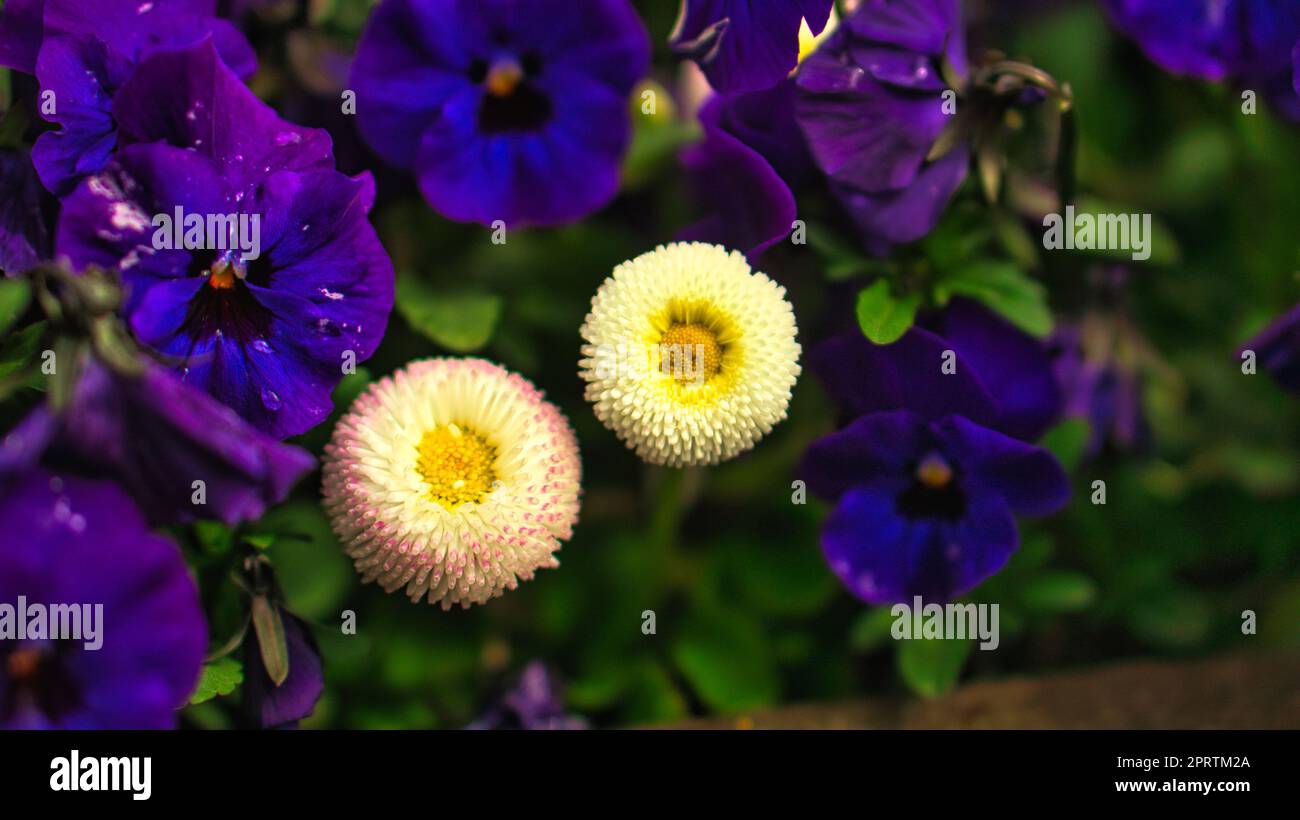 spring flowers in different varieties decoratively planted Stock Photo