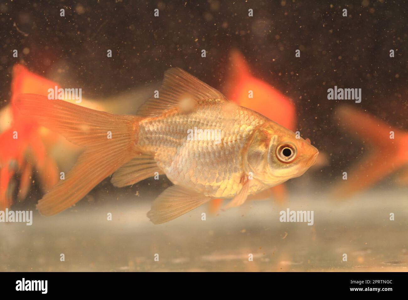 young small goldfish as most know fish Stock Photo