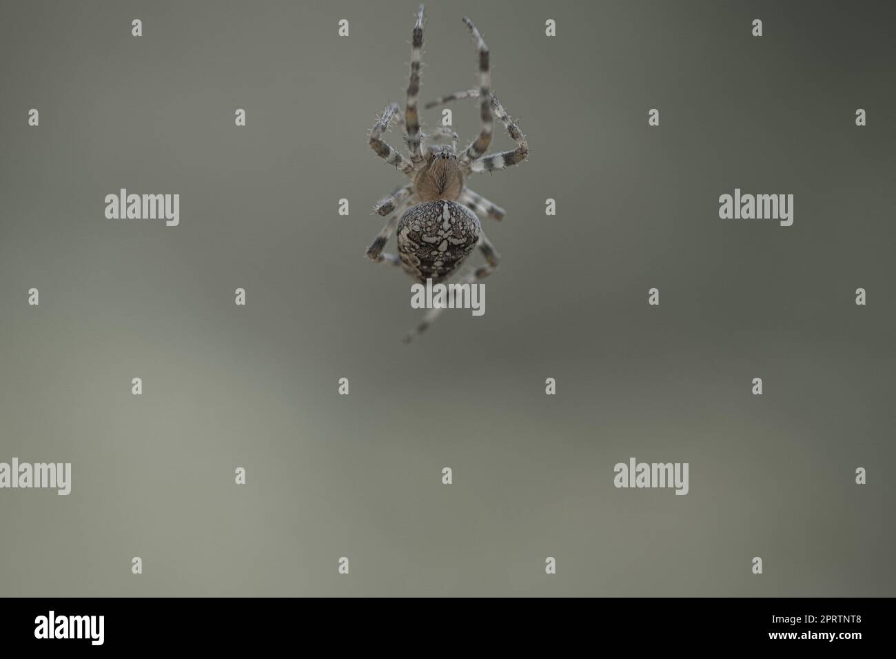 Cross spider crawling on a spider thread. Halloween fright. A useful ...