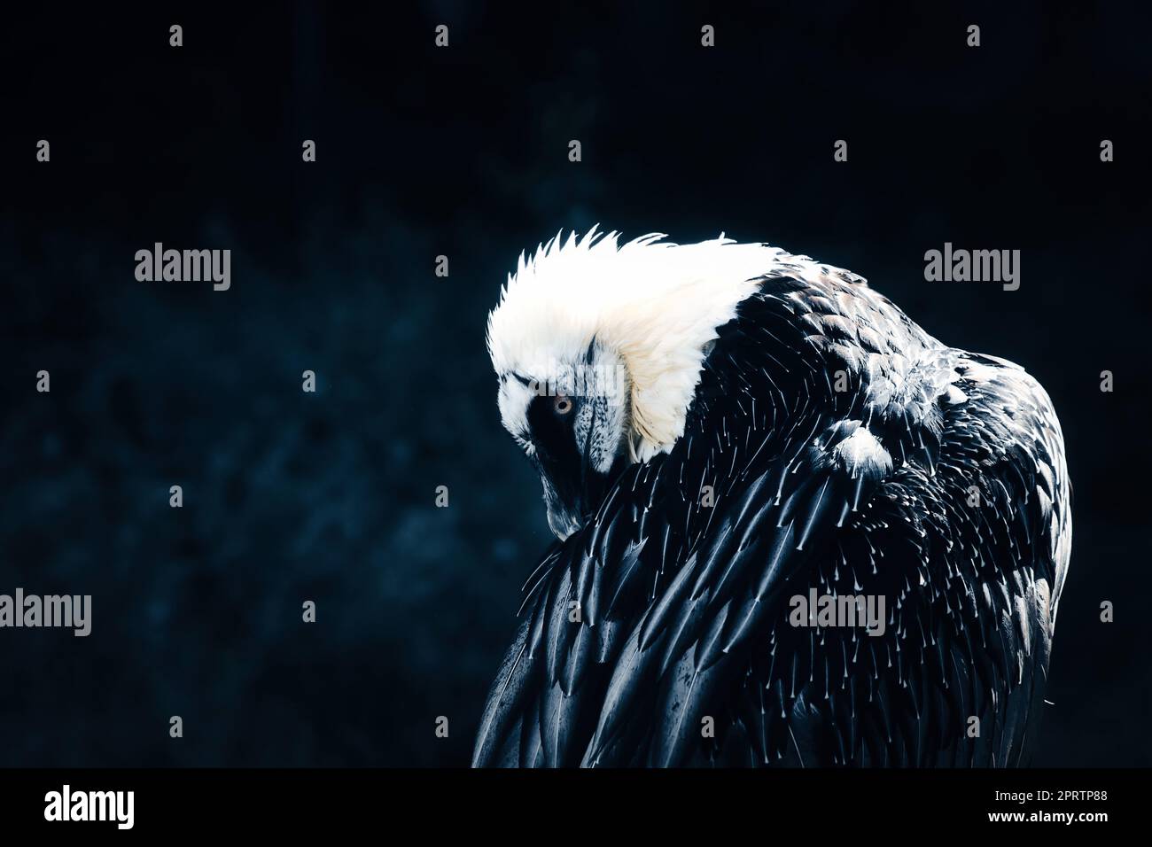 Portrait of a gray vulture. Large bird, gray, white feathers. Scavenger from Africa Stock Photo