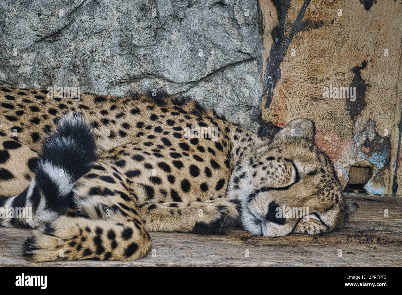 Cheetah sleeping. Spotted fur. The big cat is a predator. Resting mammal. hunter Stock Photo