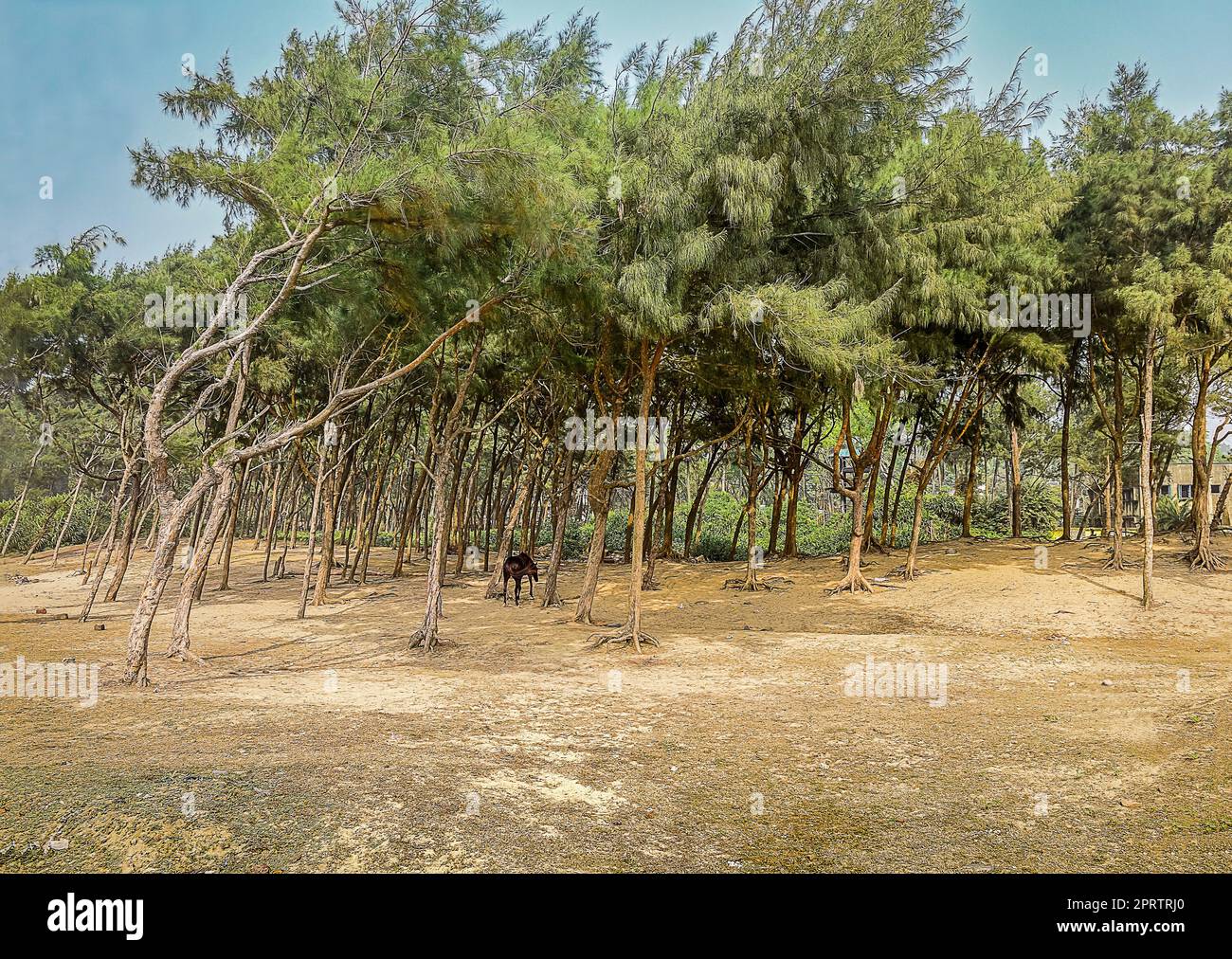 Single horse having its food in the pine forest of beach side of Digha, West Bengal, India very near Odisha by the bay of Bengal, very popular beach resort in the year 2019. Stock Photo
