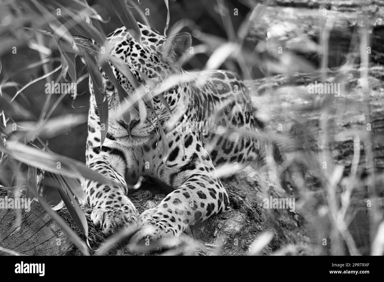 Jaguar in black and white, lying behind grass. spotted fur, camouflaged lurking. Stock Photo