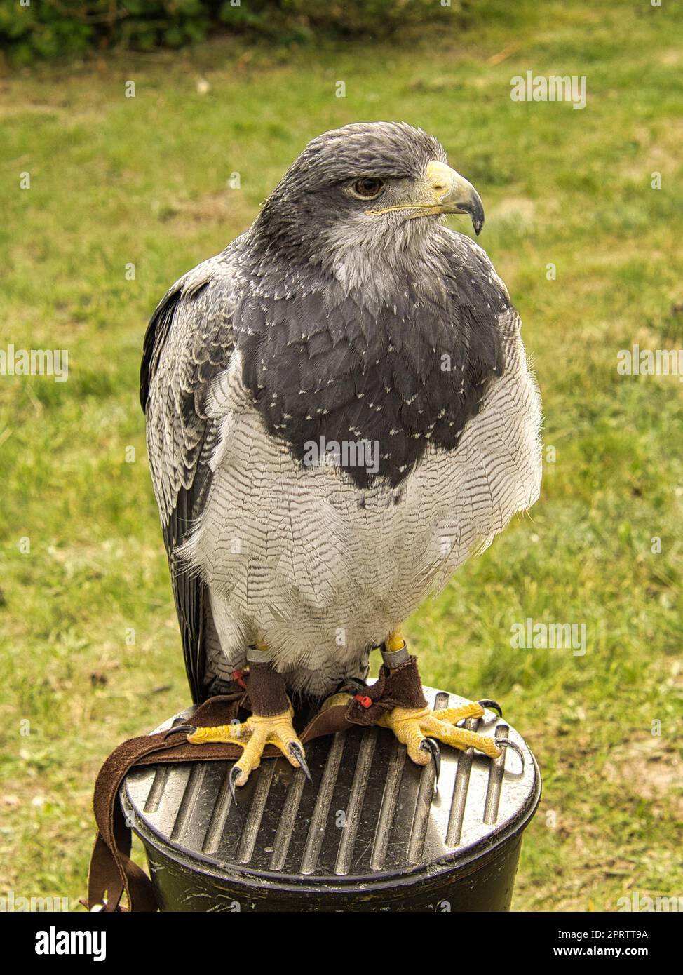 a buzzard from the flight show in saarburg Stock Photo