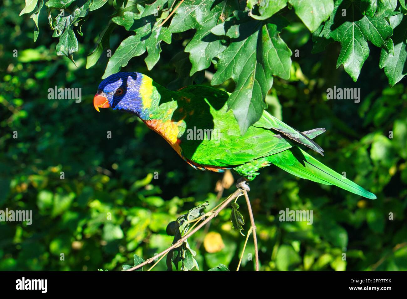 lori in foliage, colorful parrot species. Stock Photo