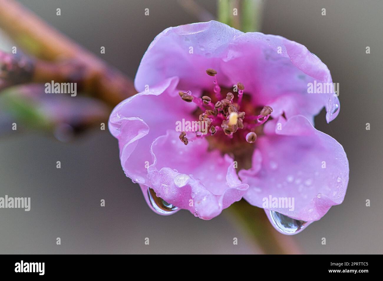 Peach blossoms sibd fantastically beautiful. The flowers shine in the roser  Fabton herlich in the spring. The fragrance is slightly sweet Stock Photo -  Alamy