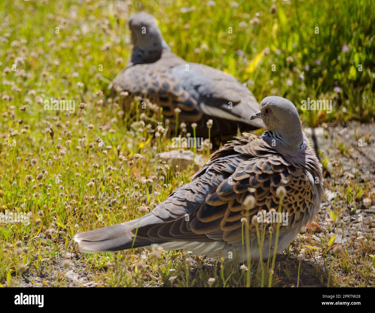 Two turtle doves hi-res stock photography and images - Alamy Two turtle doves hi-res stock photography and images - Alamy
