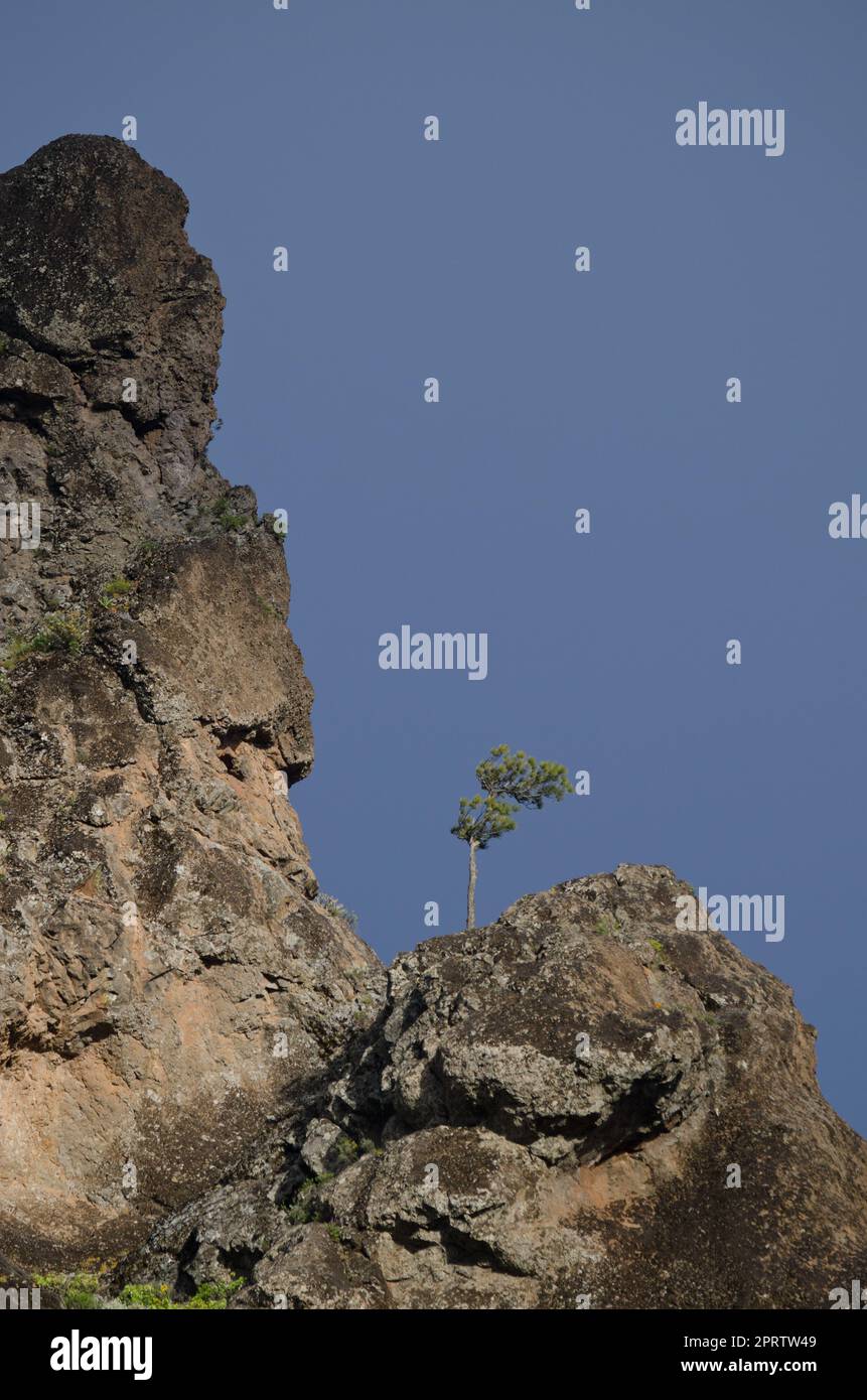 Lonely young pine tree hi-res stock photography and images - Alamy