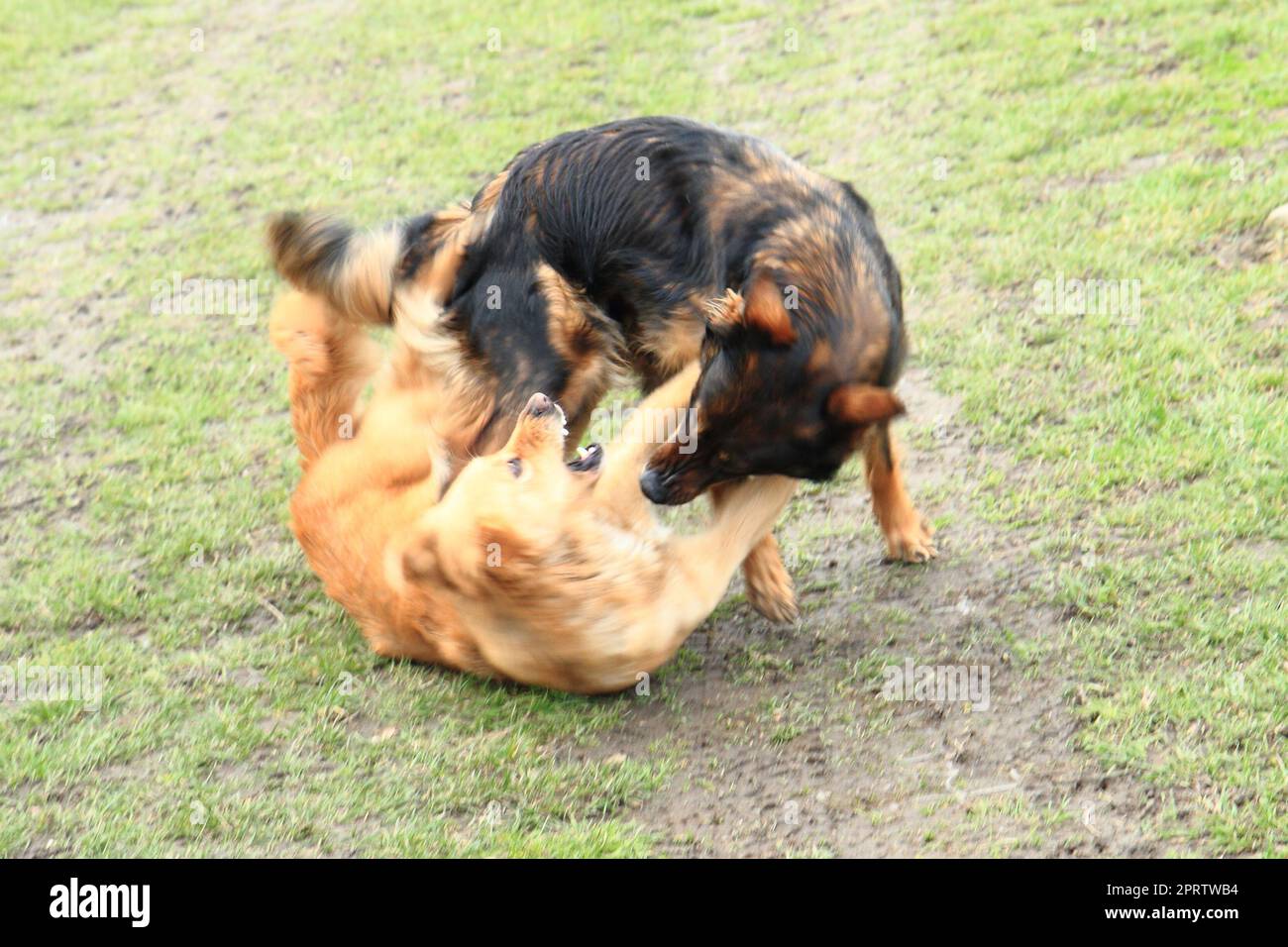 two dogs are fighting in the grass Stock Photo - Alamy