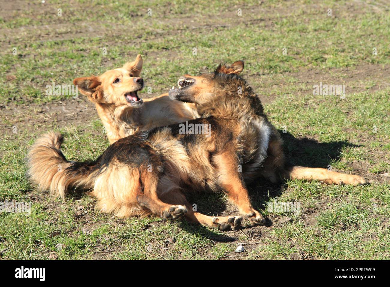 two dogs are fighting in the grass Stock Photo - Alamy