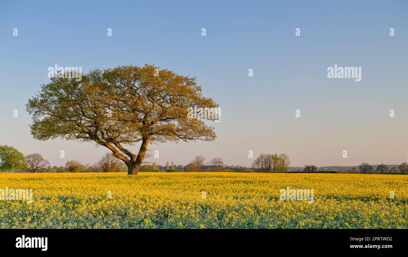 A lone Oak tree in a field of Yellow Flowers at sunrise Stock Photo - Alamy