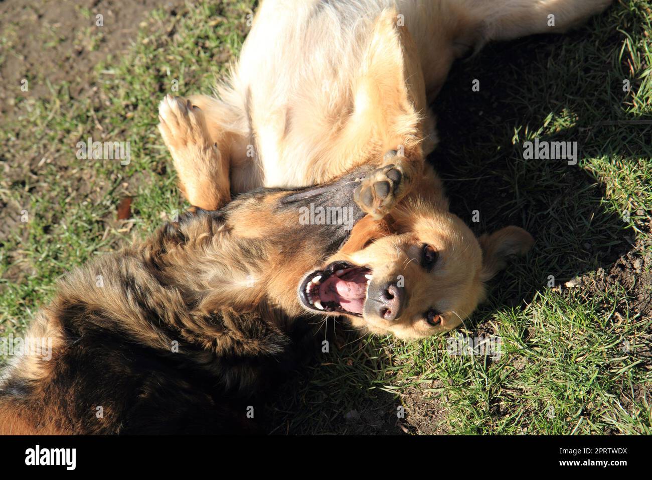 two dogs are fighting in the grass Stock Photo - Alamy