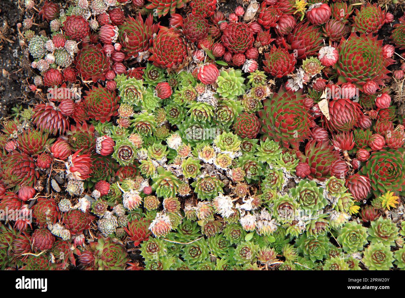 houseleek plant texture as very nice natural background Stock Photo