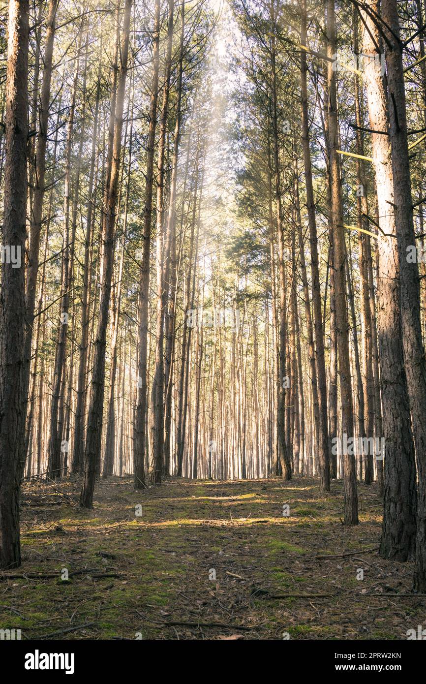 The autumn forest. Path in the forest Stock Photo - Alamy