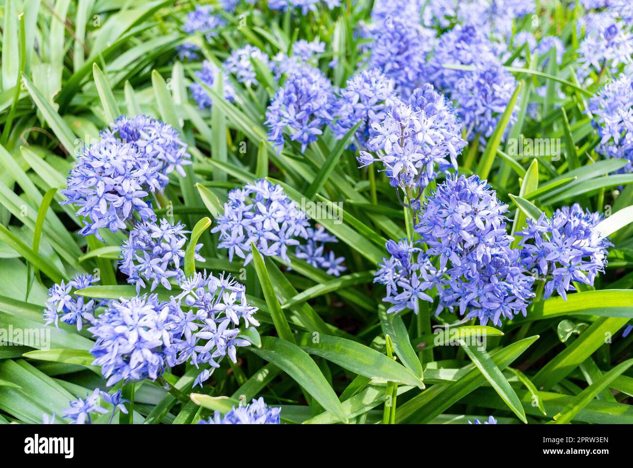 The blue flowers of Hyacinthoides italica Stock Photo