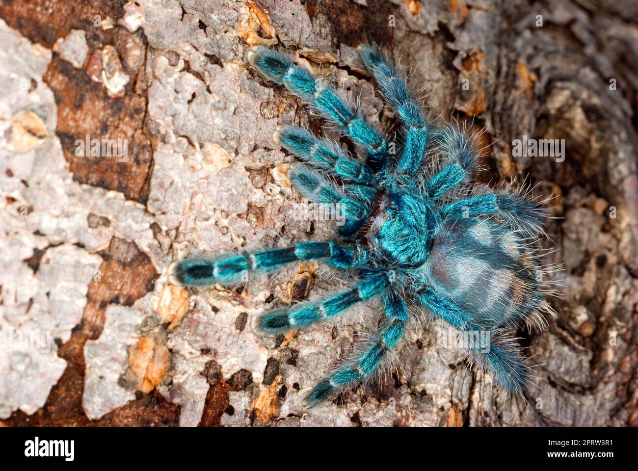 Martinique Pinktoe Tarantula Stock Photo Alamy