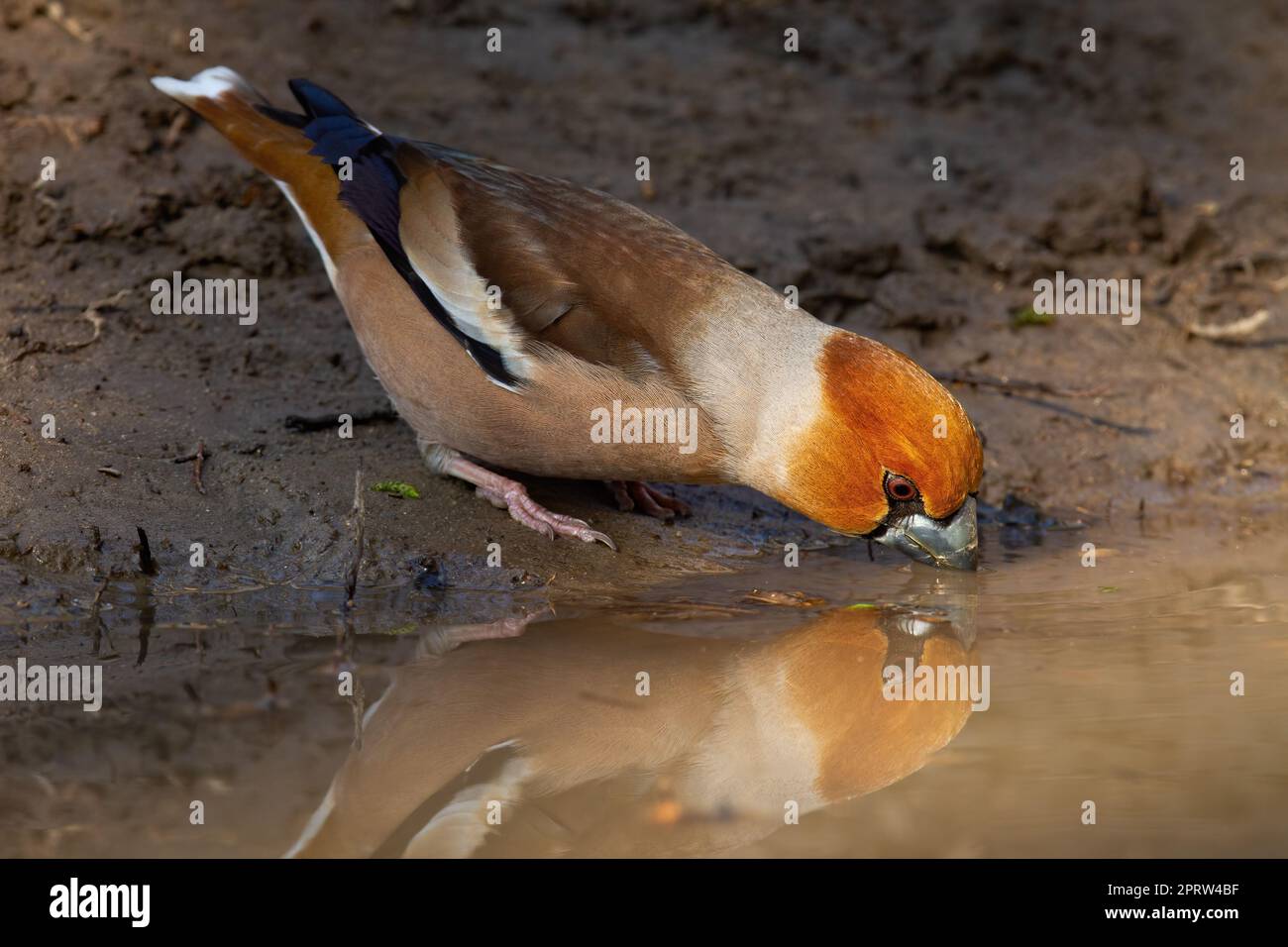 Hawfinch drinking water from spash with reflection on surface Stock Photo