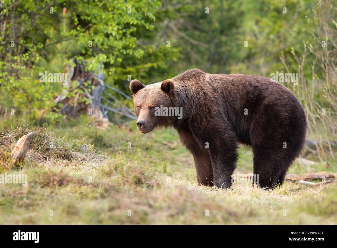 Brown bear standing on green glade in springtime nature Stock Photo